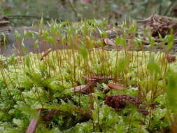 Image of Hypnum cupressiforme var. cupressiforme