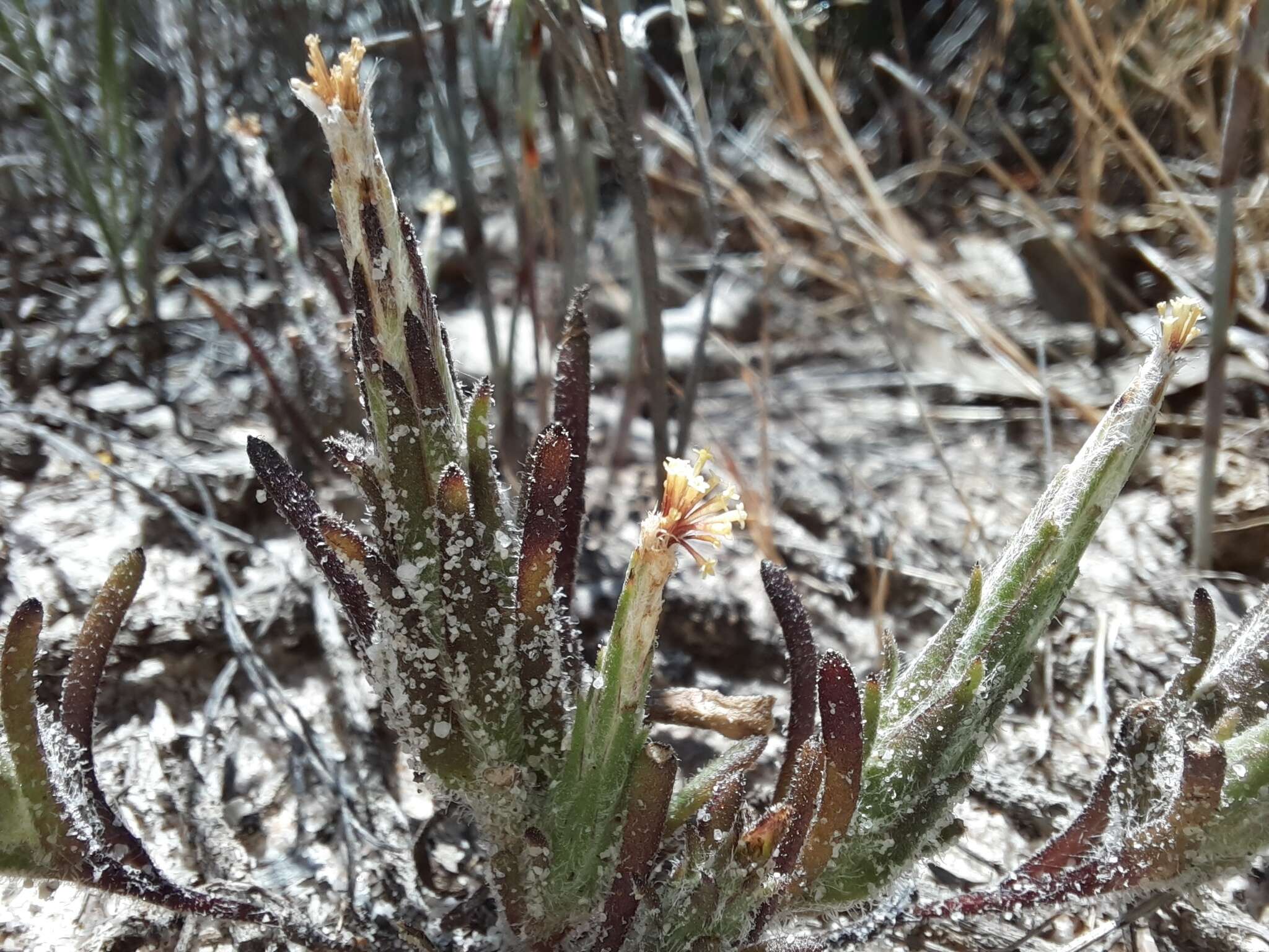 Image of Podotheca angustifolia (Labill.) Less.