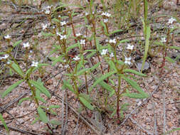 Image of Greene's starviolet