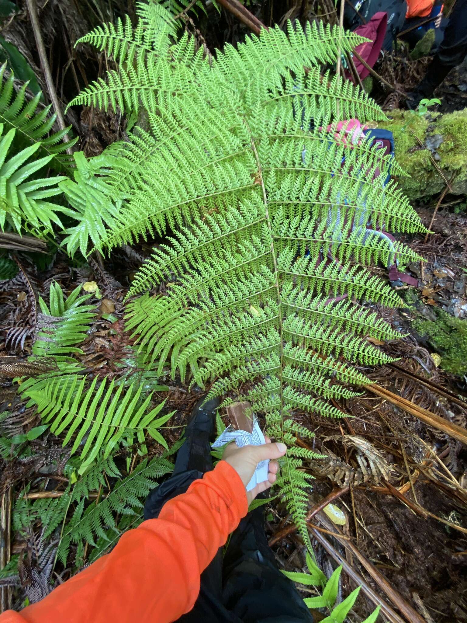 Image de Athyrium microphyllum (Sm.) Alston