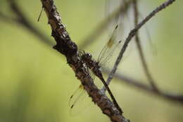 Image of Taper-tailed Darner