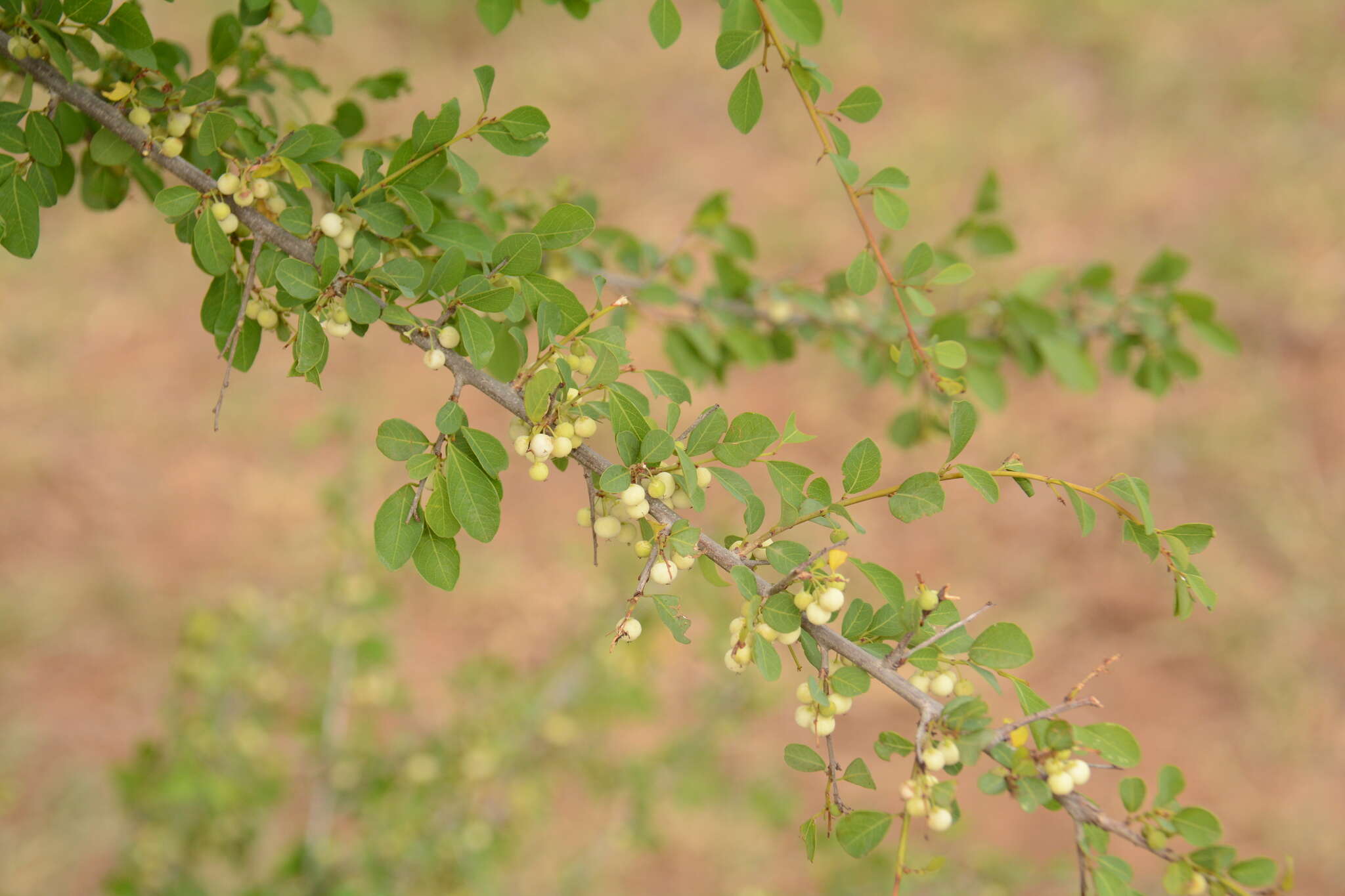 Imagem de Flueggea virosa subsp. virosa