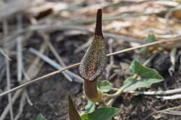 Image of Aristolochia luzmariana F. J. Santana-Michel