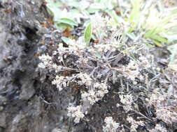 صورة Lepidium sisymbrioides Hook. fil.