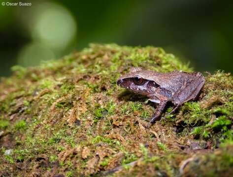 صورة Craugastor laticeps (Duméril 1853)