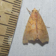 Image of Yellow Scallop Moth