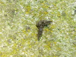 Image of Nimbopsocus australis Smithers & Courtenay 2004