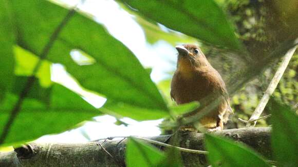 Image of Red-throated Ant Tanager