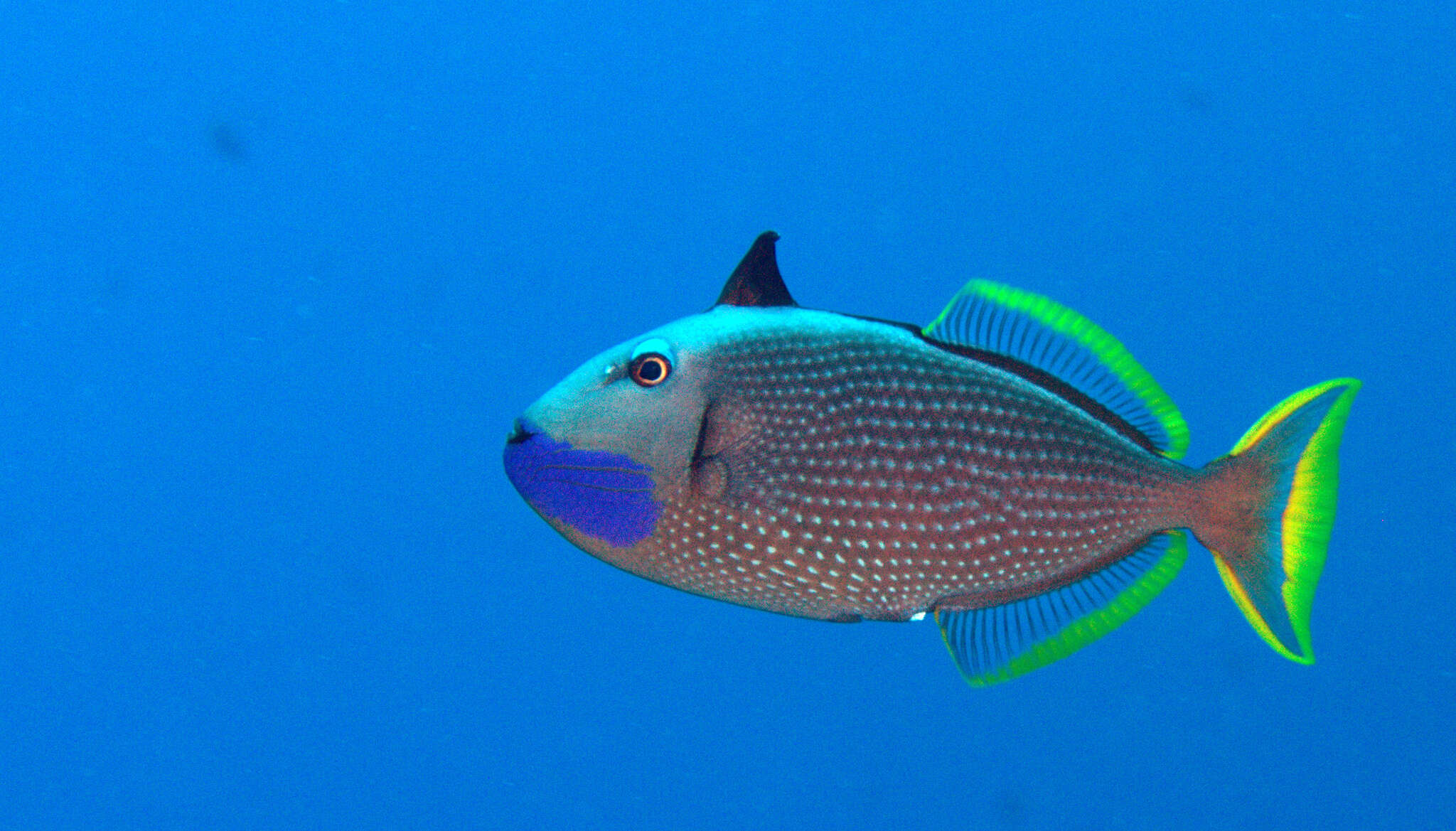 Image of Gilded triggerfish