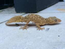 Image of Broad-tailed Gecko