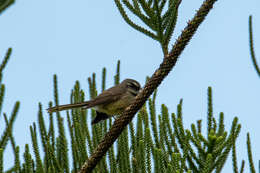 Image of Rhipidura albiscapa pelzelni Gray & GR 1862