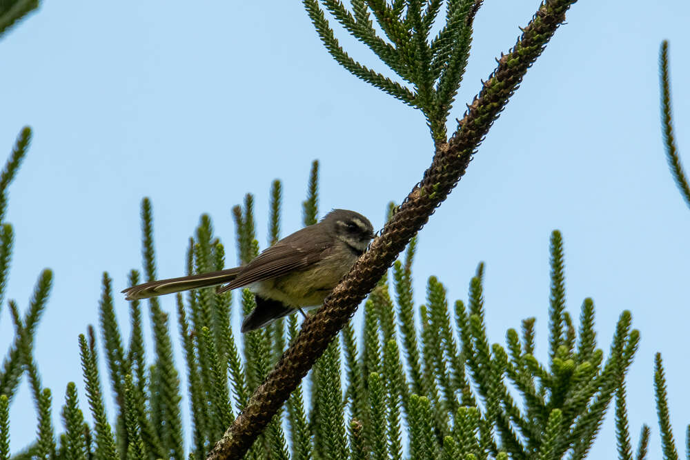 Image de Rhipidura albiscapa pelzelni Gray & GR 1862