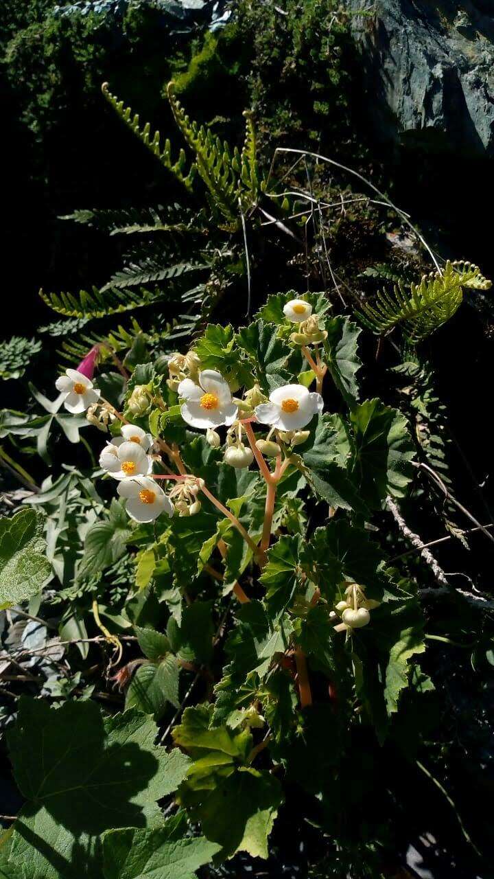 Image of Begonia micranthera Griseb.