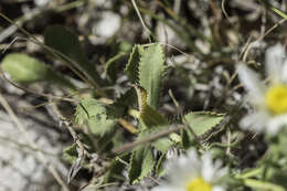 Imagem de Xanthisma blephariphyllum (A. Gray) D. R. Morgan & R. L. Hartman