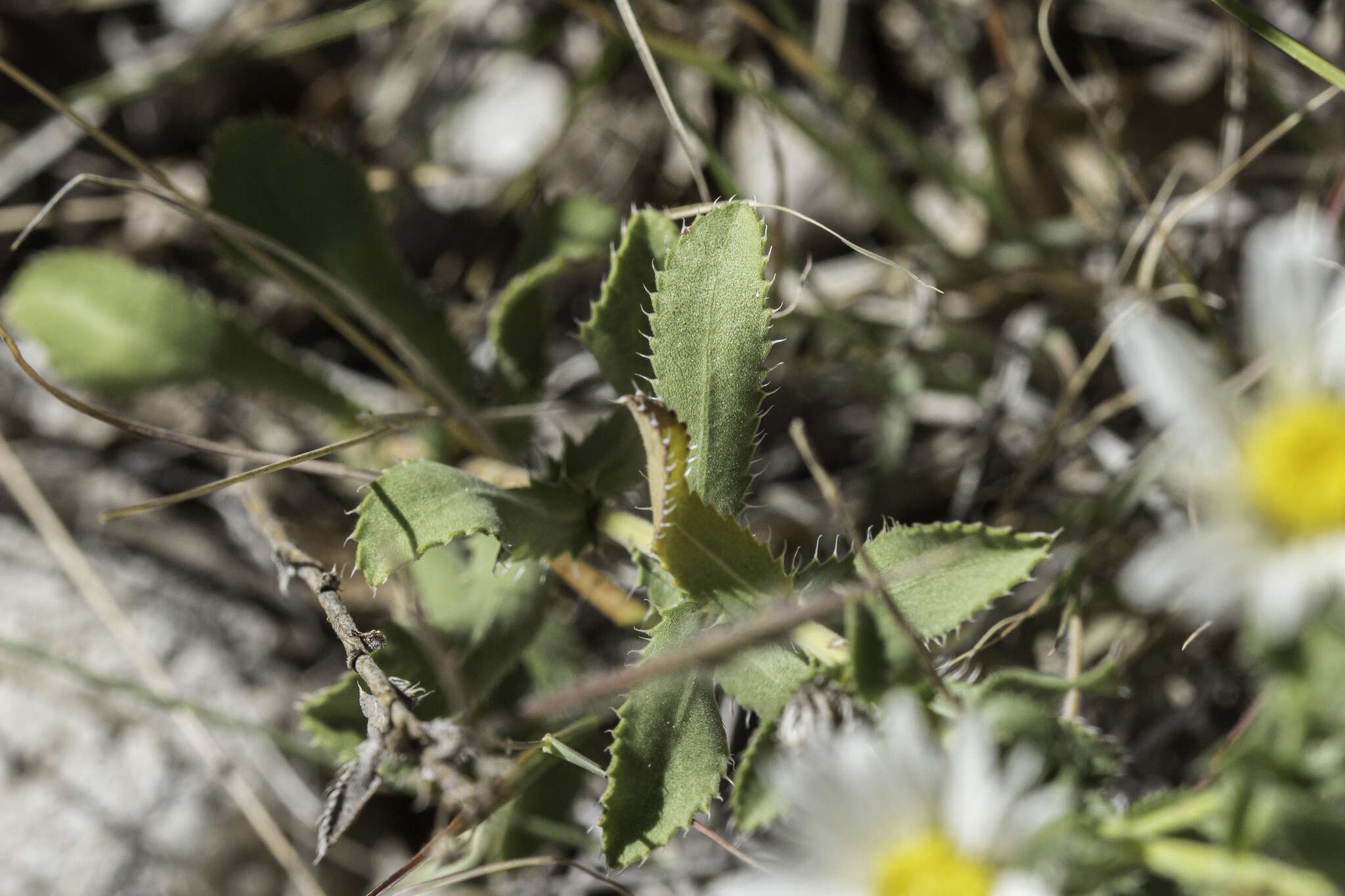 Image of Texas tansyaster