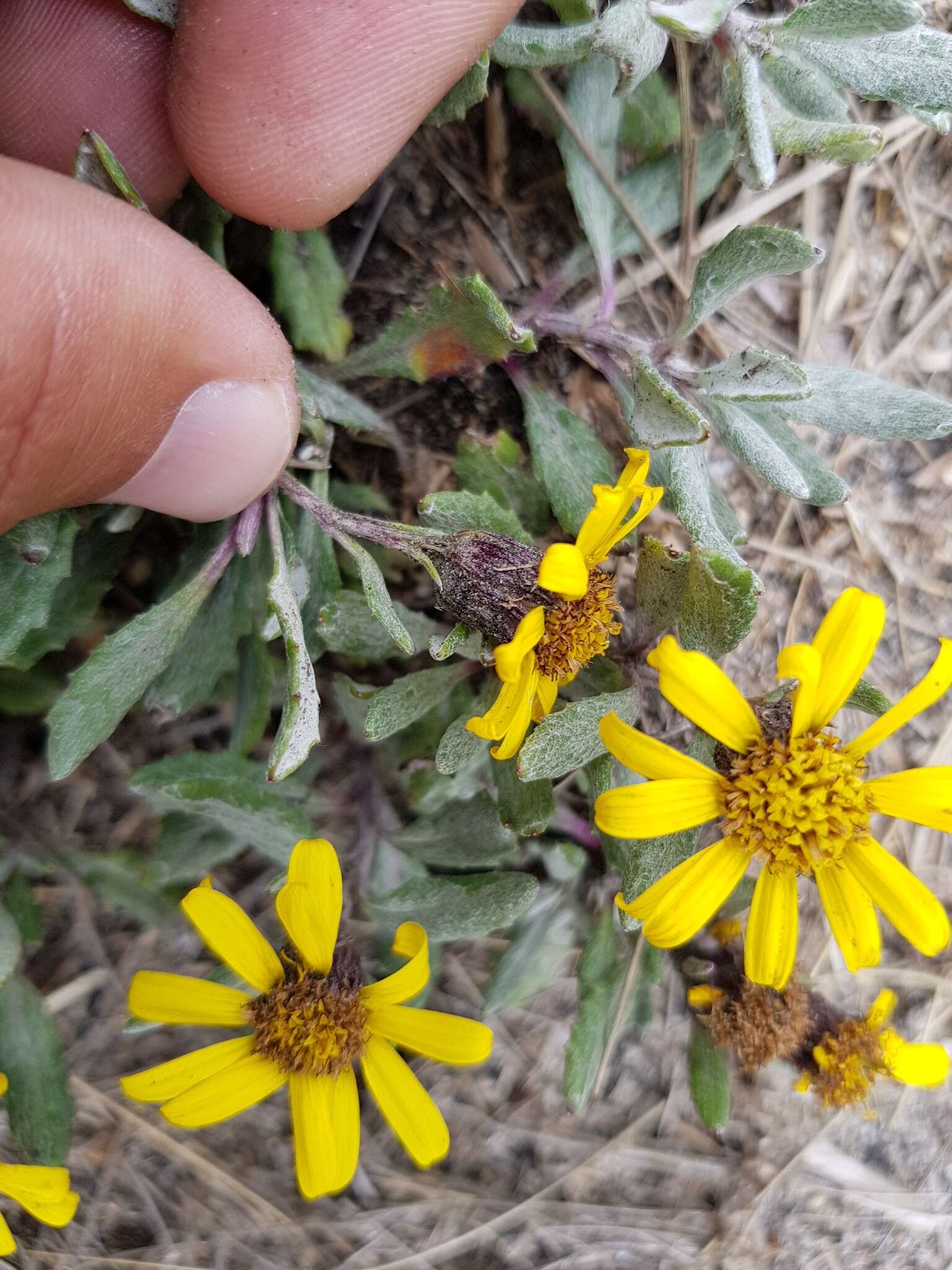 Image of Senecio procumbens Kunth