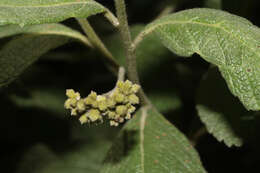 Image of Varronia crenata Ruiz & Pav.