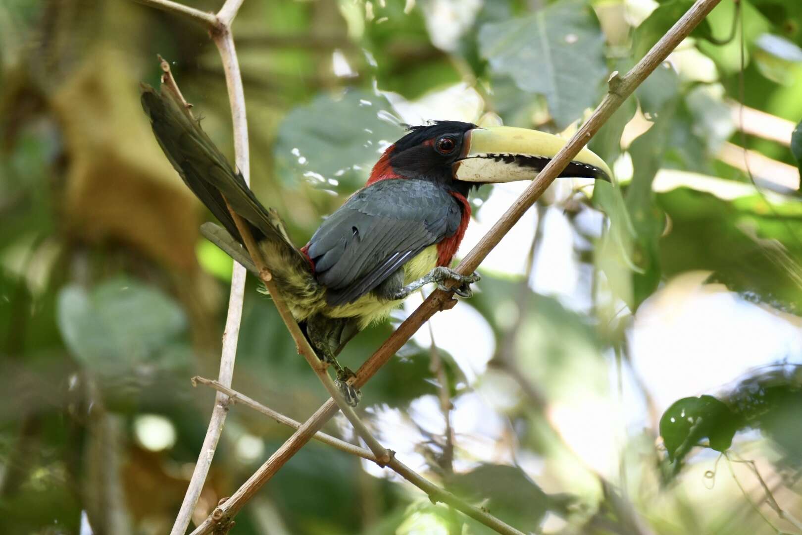 Imagem de Pteroglossus bitorquatus Vigors 1826