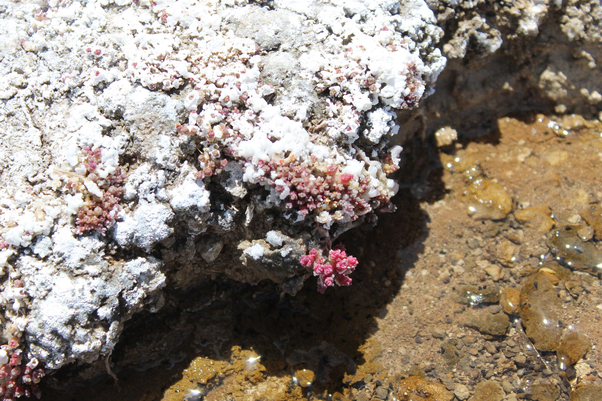 Sivun Salicornia pulvinata R. Fries kuva