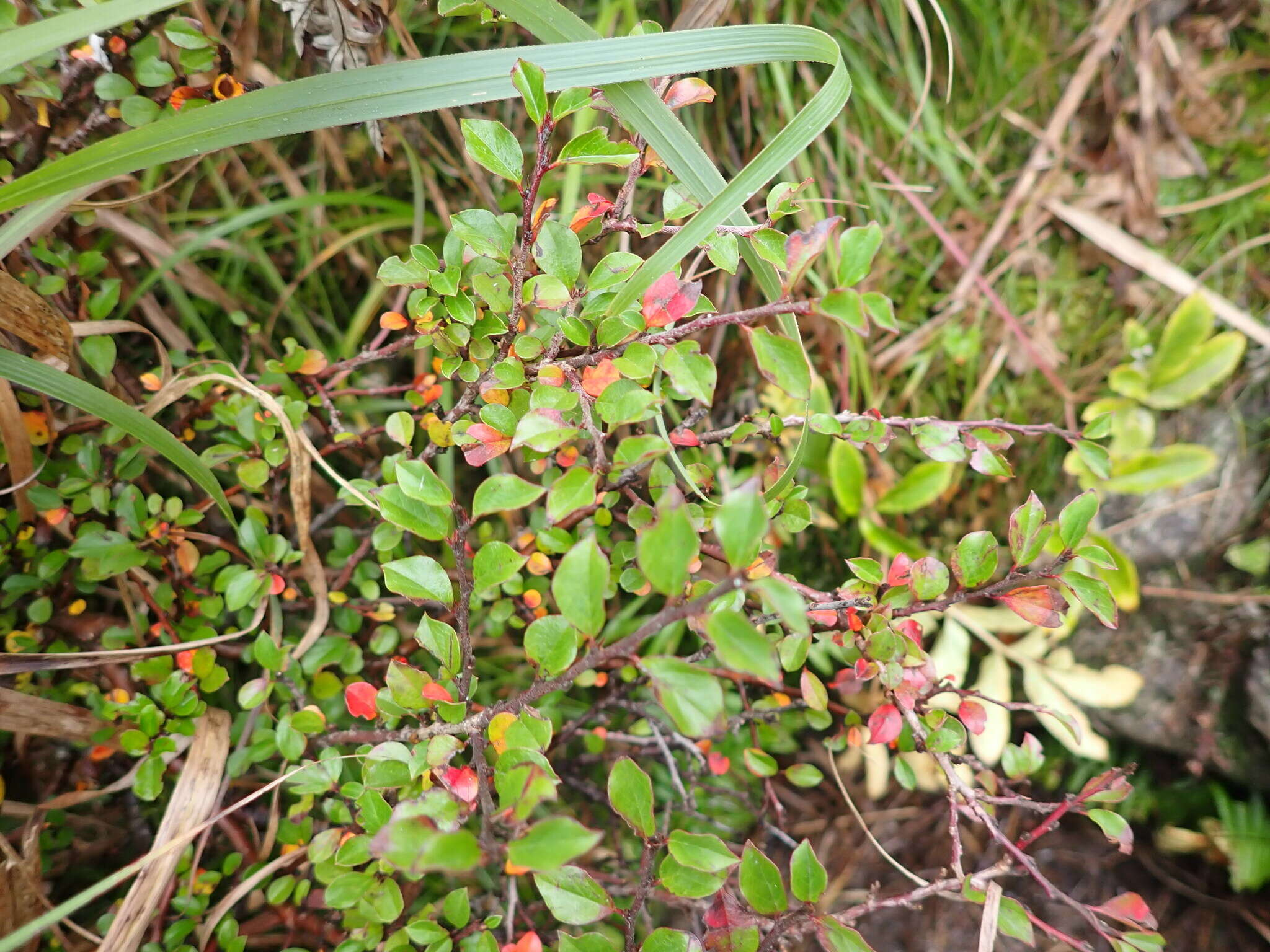 صورة Cotoneaster apiculatus Rehd. & E. H. Wilson