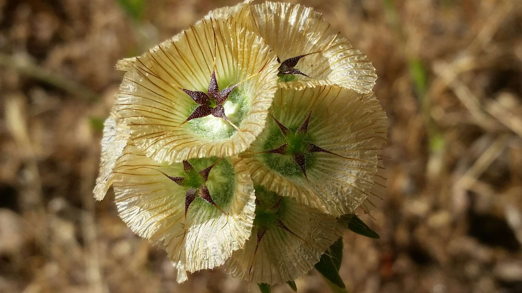 Imagem de Lomelosia stellata (L.) Rafin.