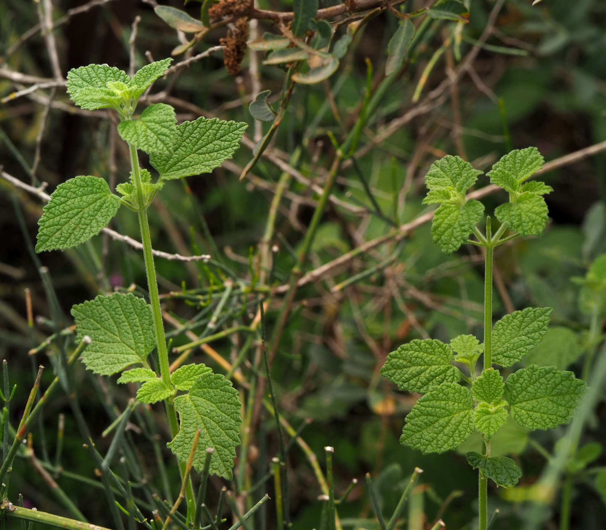 Ballota philistaea Bornm. resmi