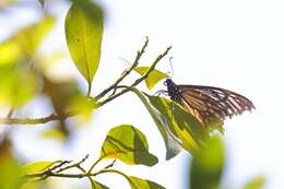 Image of <i>Papilio agestor</i>