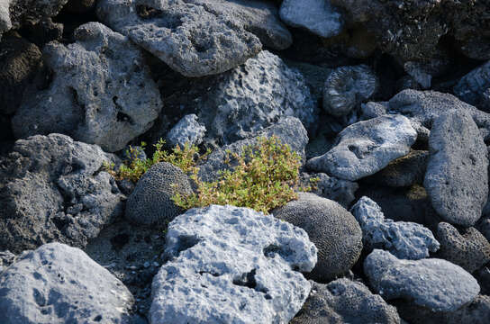 Image of Portulaca mauritiensis Poelln.