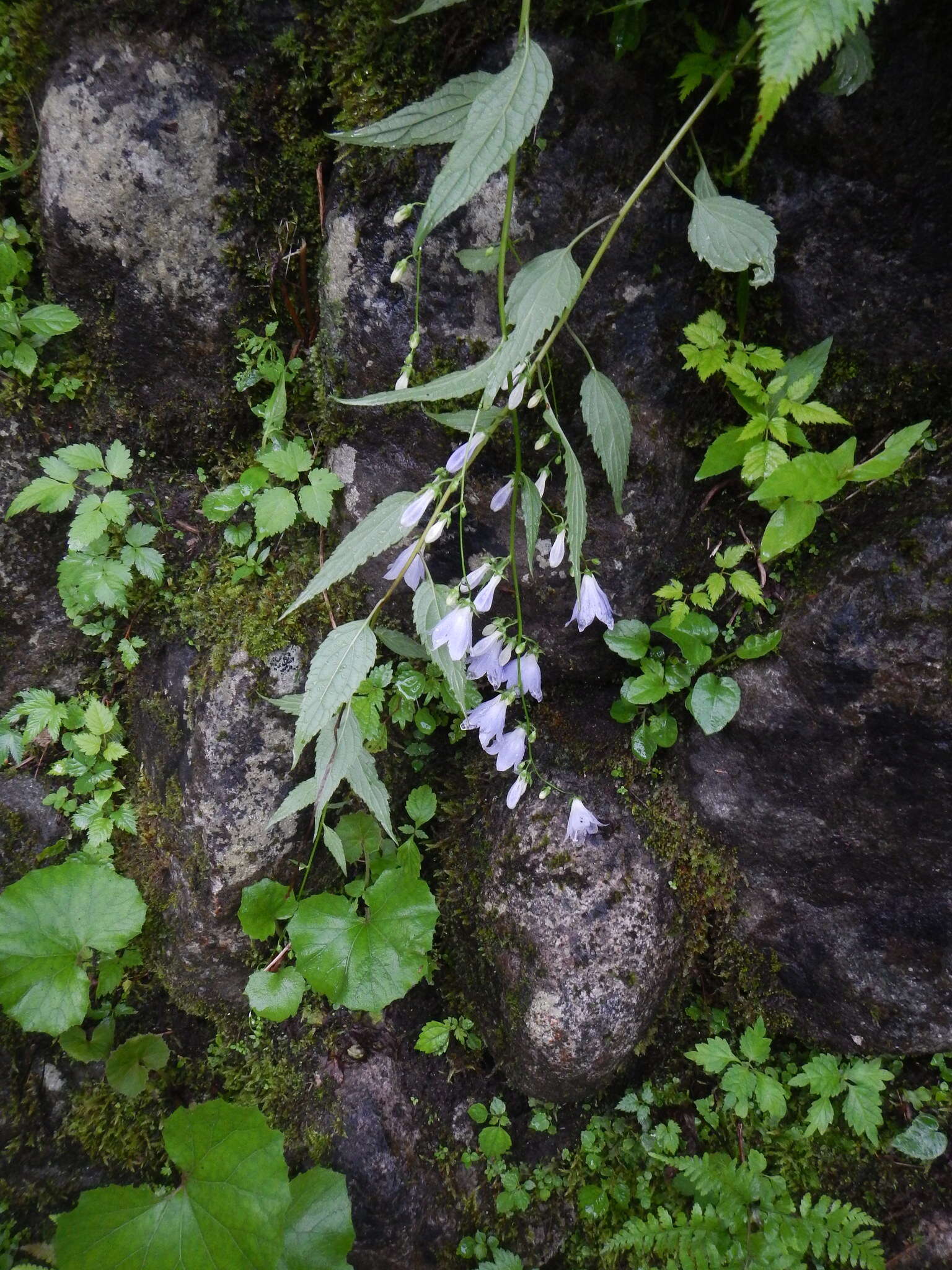 Imagem de Adenophora remotiflora (Siebold & Zucc.) Miq.