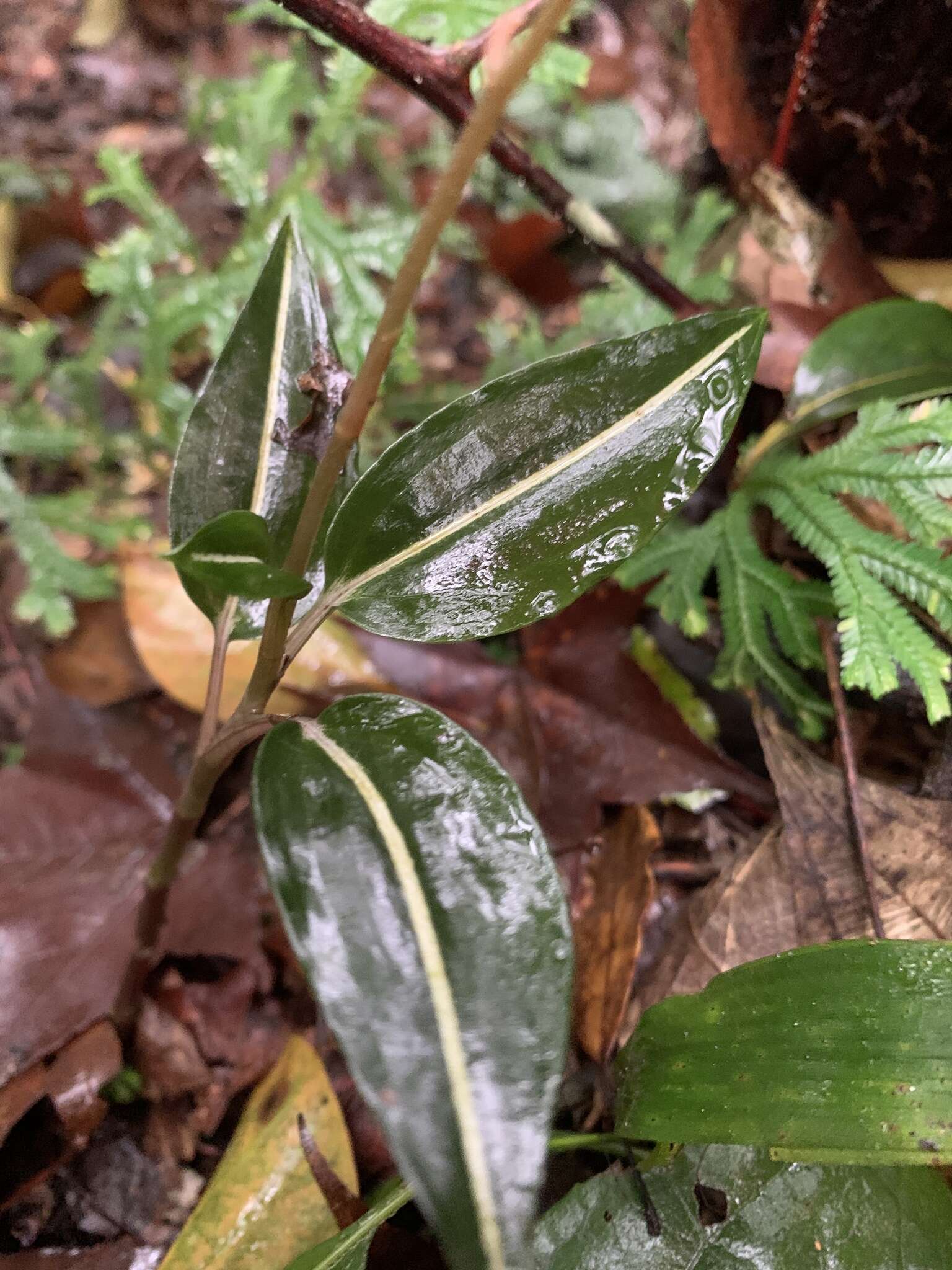 Image of Rhomboda yakusimensis (Masam.) Ormerod