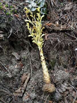 Image of conifer broomrape