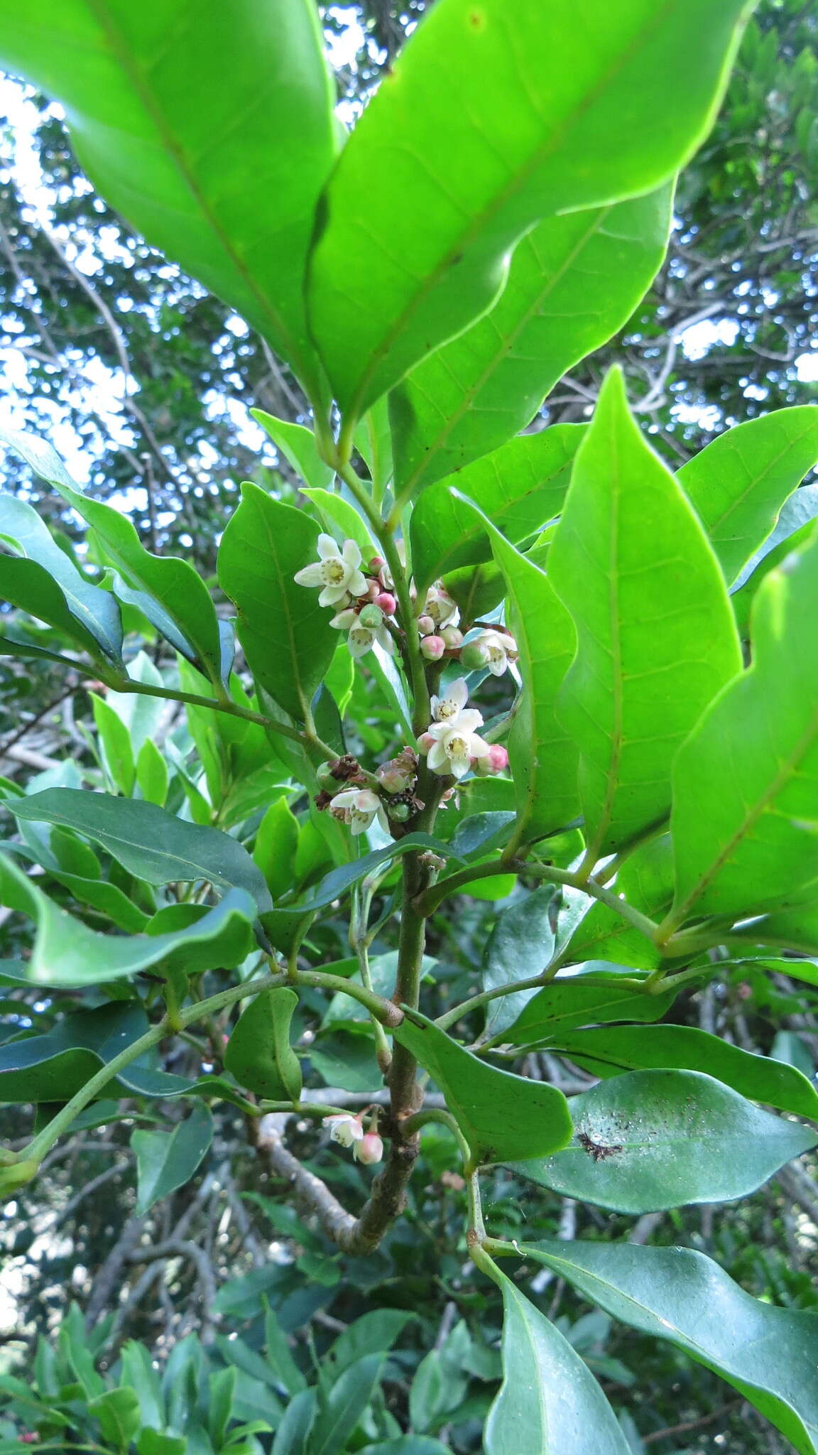 Image of Synoum glandulosum subsp. glandulosum