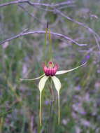 Image of Caladenia pectinata R. S. Rogers