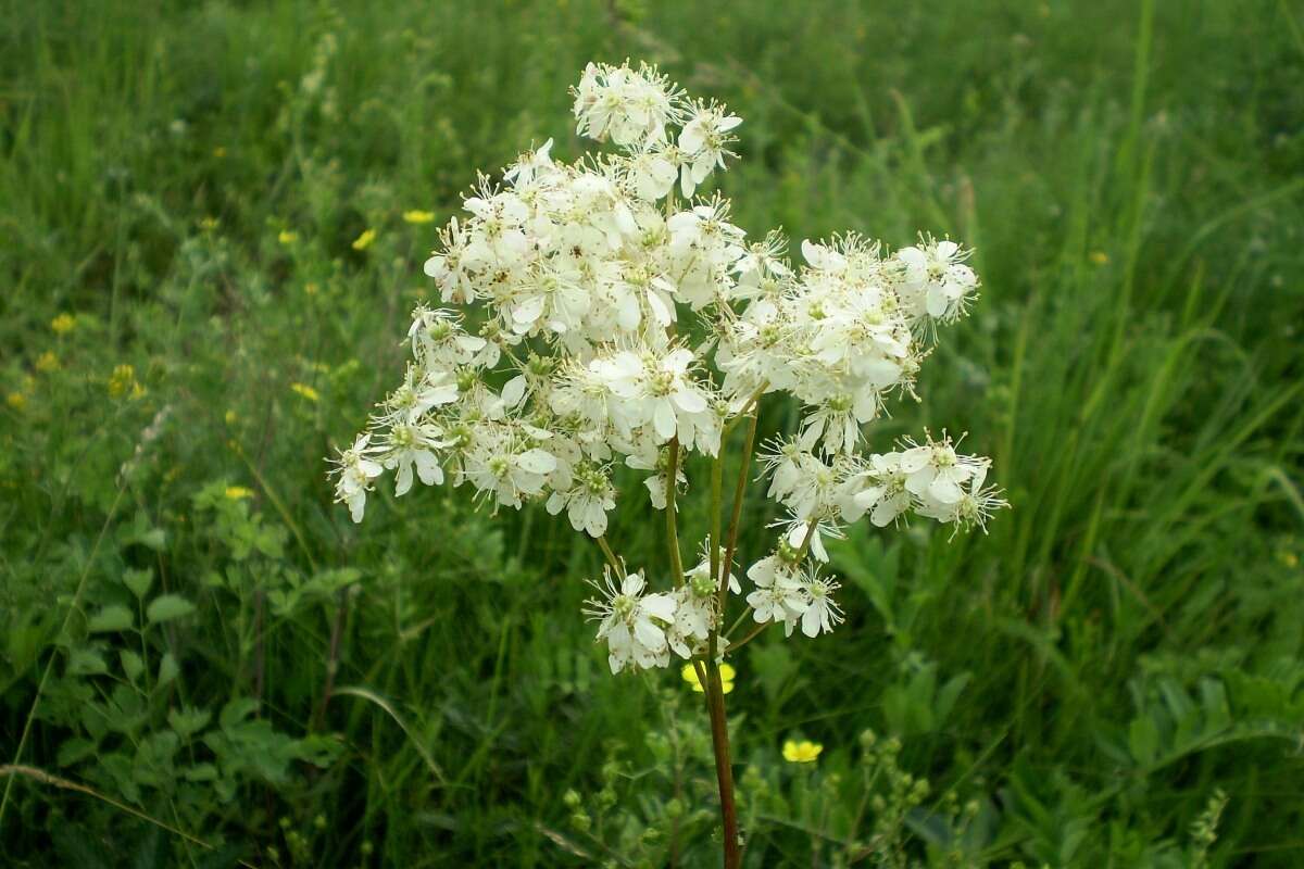 Imagem de Filipendula vulgaris Moench