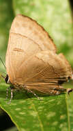 Image of Rapala manea schistacea