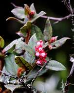 Image de Gaultheria glomerata (Cavanilles) Sleumer