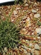 Image of Dianthus libanotis Labill.