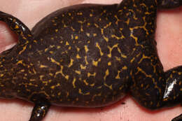 Xenopus gilli Rose & Hewitt 1927 resmi