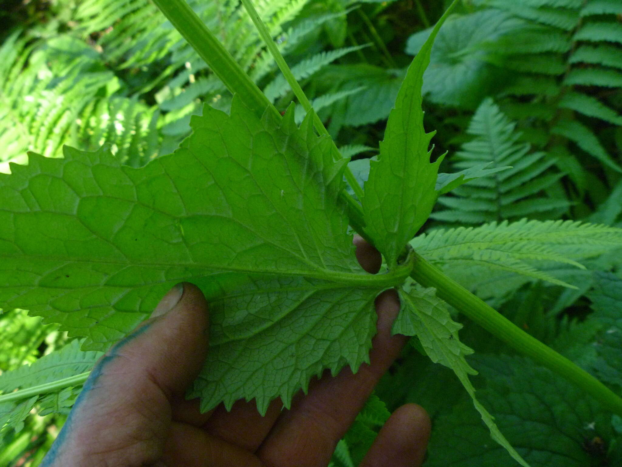 Image of Valeriana pyrenaica L.