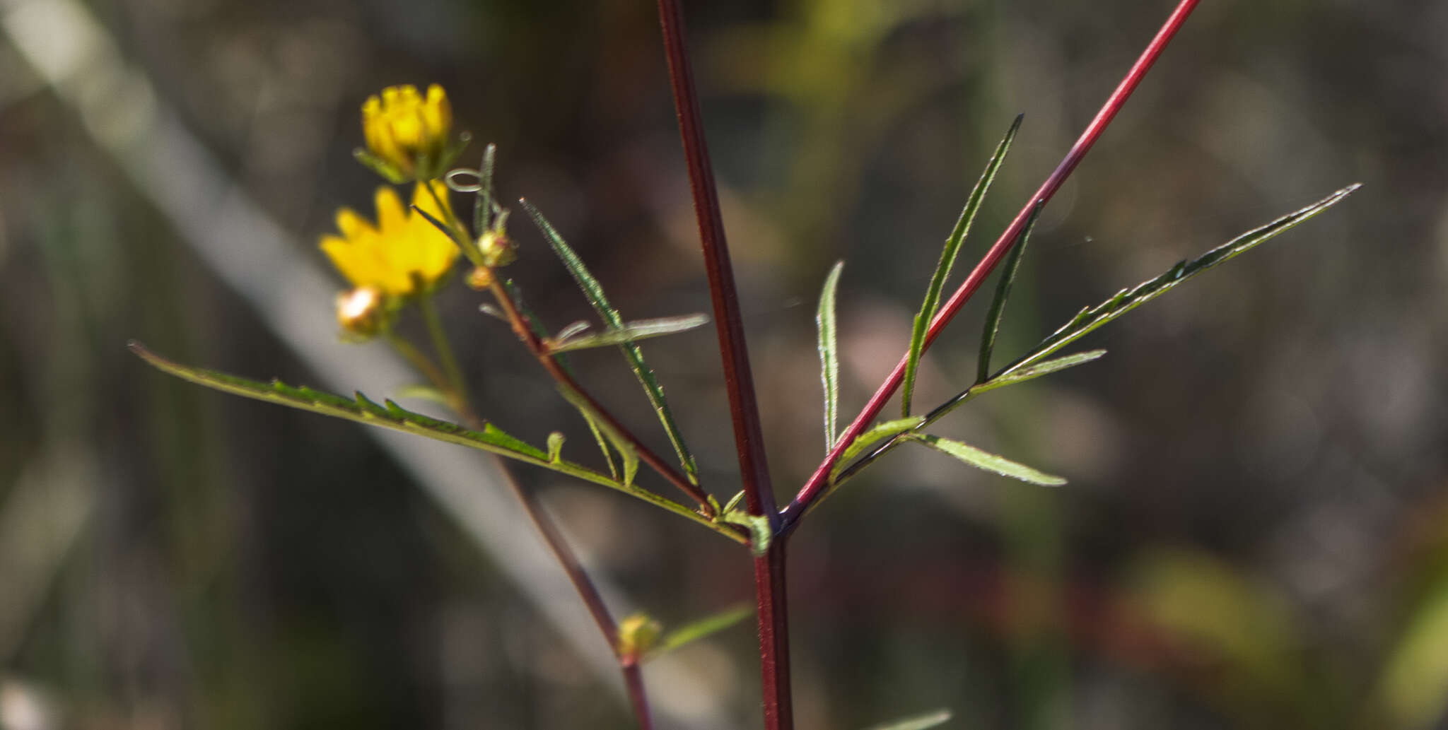 Image of Crowned Beggarticks