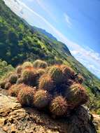 Image de Echinocereus acifer (Otto ex Salm-Dyck) Lem.