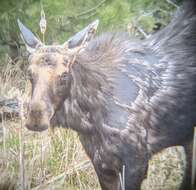 Image of Alaska moose