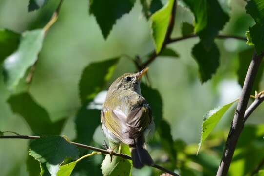 Plancia ëd Phylloscopus trochiloides (Sundevall 1837)