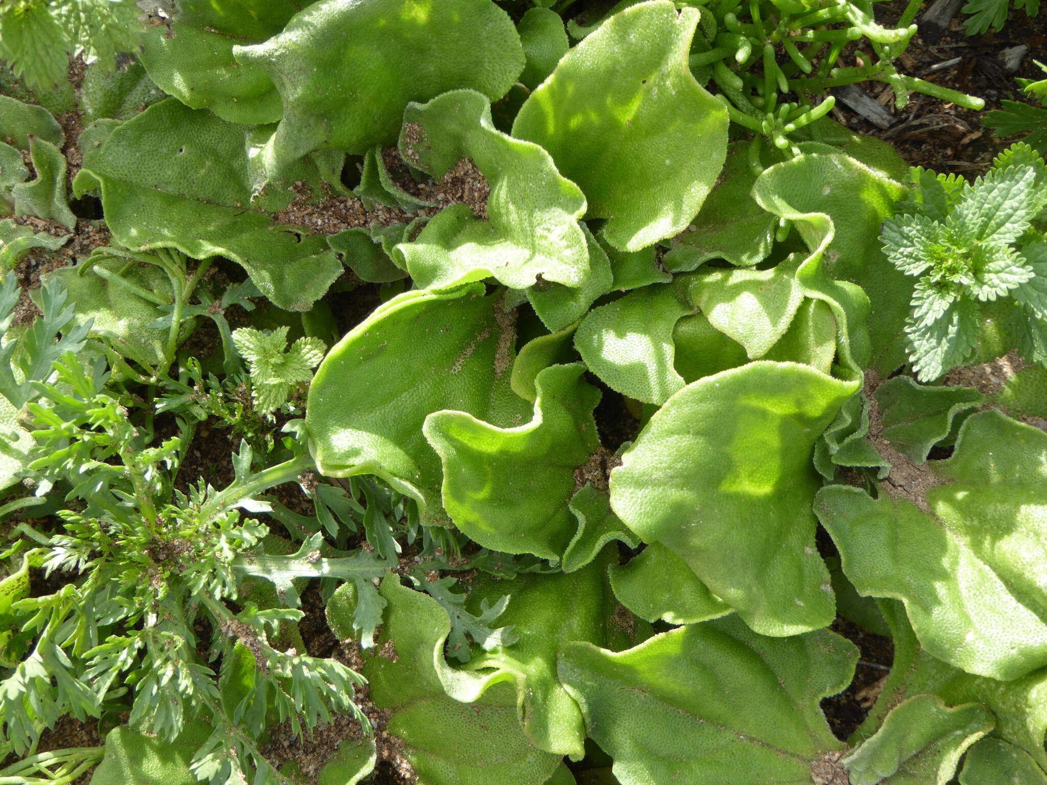 Image of common iceplant