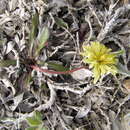 Image of Taraxacum hyparcticum var. schamurinii B. A. Yurtsev