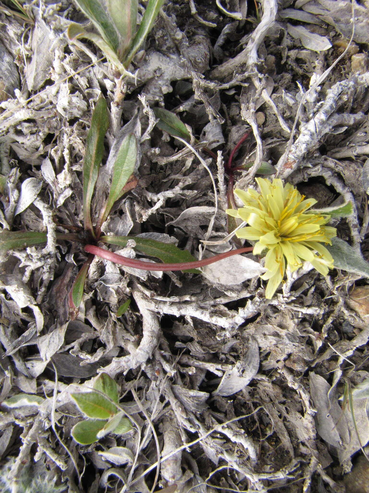 Image of Taraxacum hyparcticum var. schamurinii B. A. Yurtsev