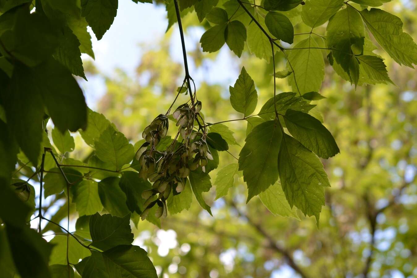 Image of Acer negundo var. mexicanum (DC.) Kuntze