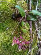 Kalanchoe porphyrocalyx (Bak.) Baill. resmi