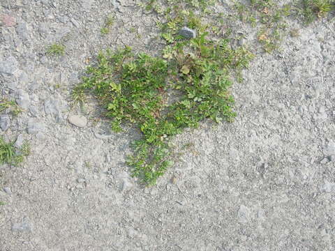 Image of Bushy Cinquefoil