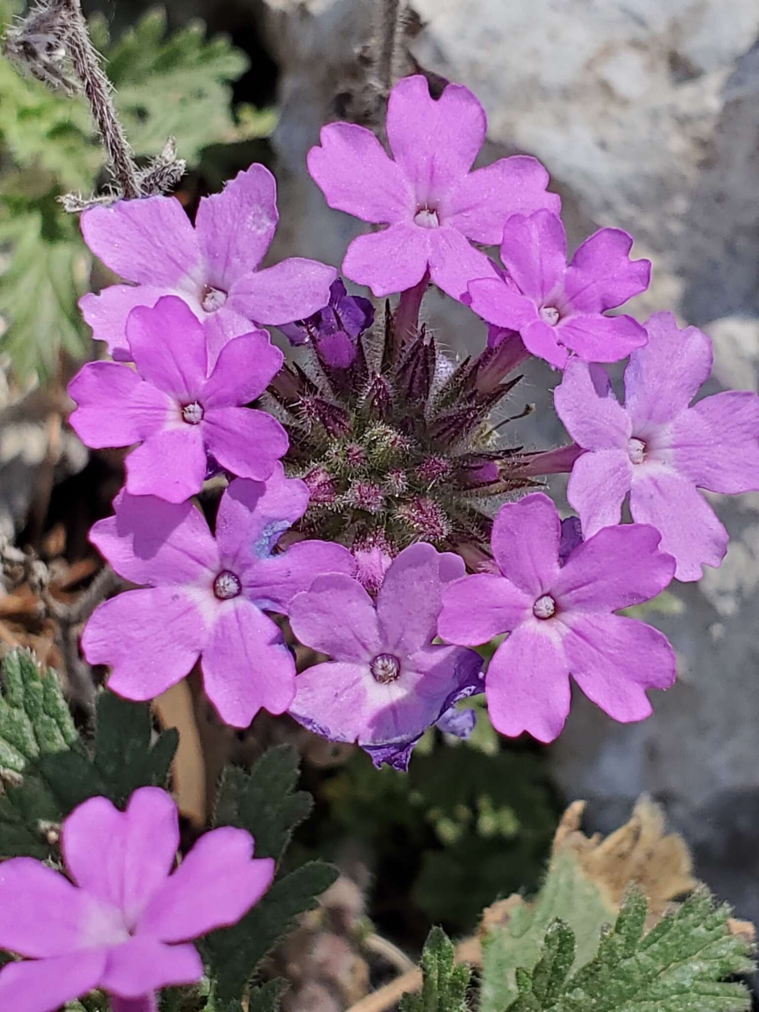 Plancia ëd Glandularia tumidula (L. M. Perry) Umber